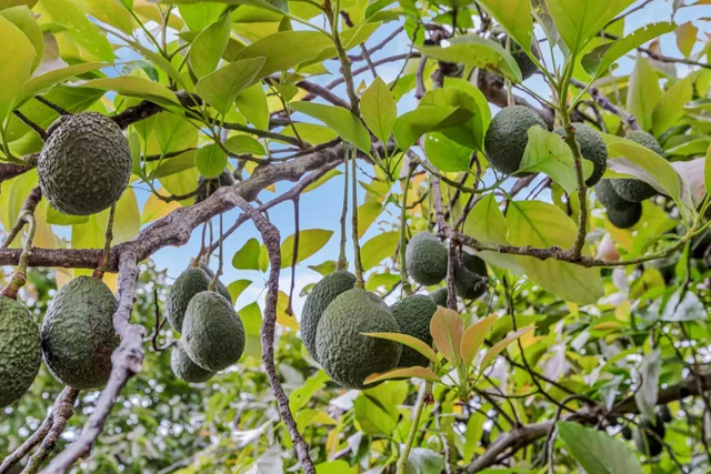 Listing Image for 200 Hoopalua Dr 43 of 50