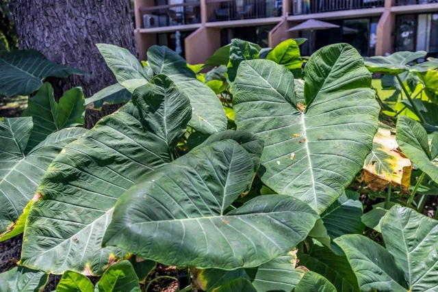 Listing Image for 2191 S Kihei Rd 2216 24 of 25