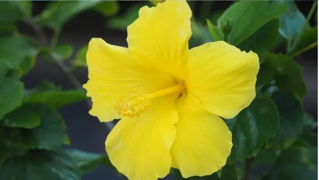 Listing Image for 2531 S Kihei Rd (d) G-08 7 of 31