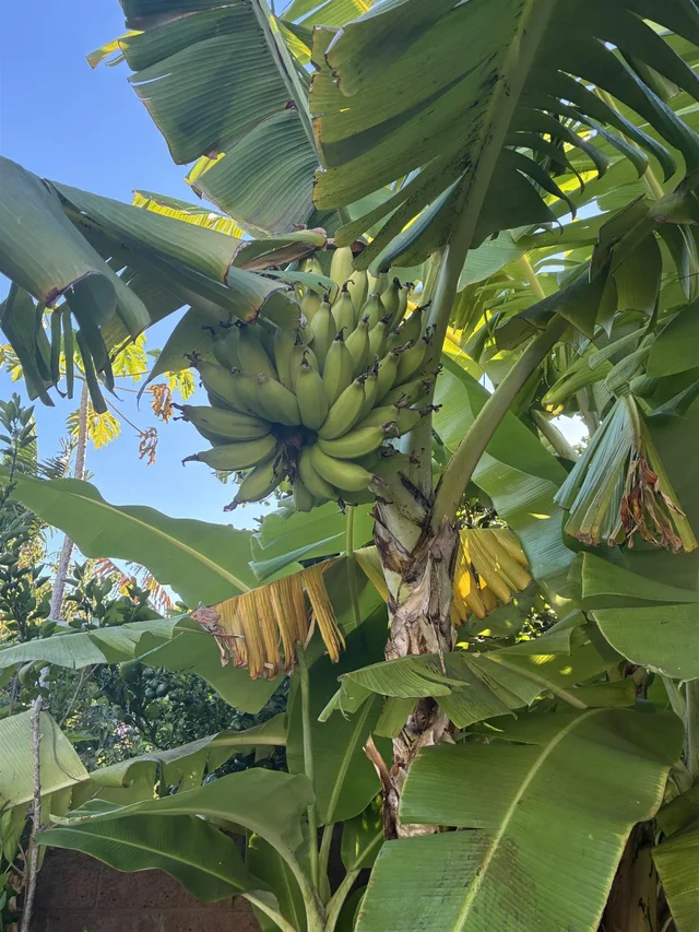 Listing Image for 15 Laukahi St 46 of 50