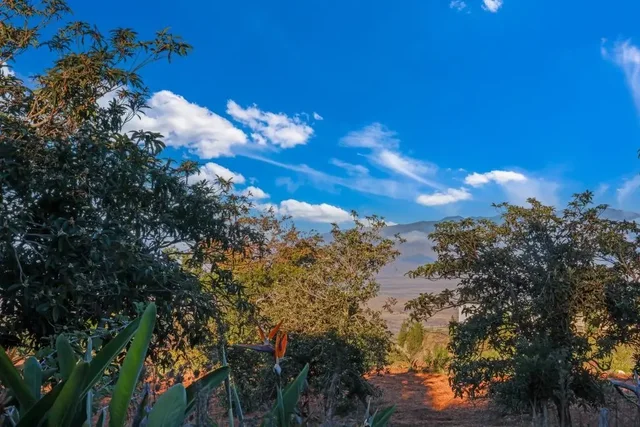 Listing Image for 0 Haleakala Hwy Unit 6 4 of 9