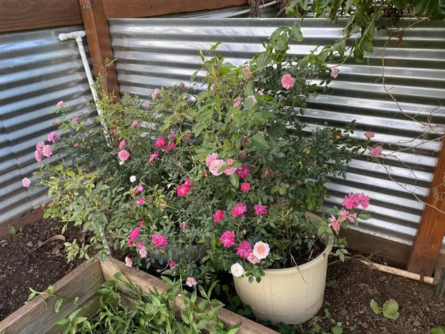 Listing Image for Pl 13 of 18