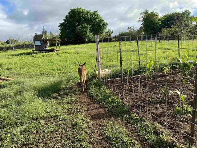 Listing Image for Pl 5 of 18