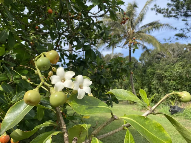 Listing Image for 700 Honopou Rd 700 Honopou Rd 32 of 50