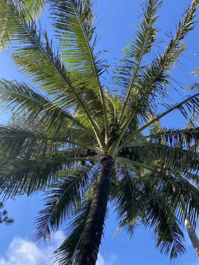 Listing Image for 700 Honopou Rd 700 Honopou Rd 38 of 50