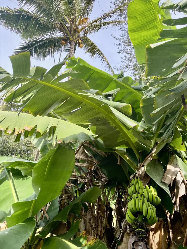 Listing Image for 700 Honopou Rd 700 Honopou Rd 42 of 50