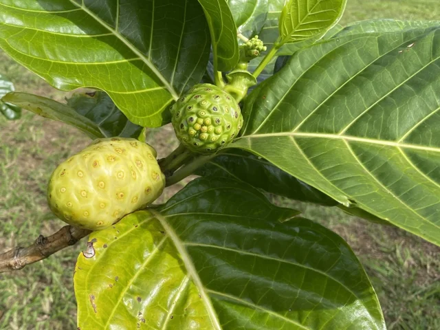 Listing Image for 700 Honopou Rd 700 Honopou Rd 43 of 50