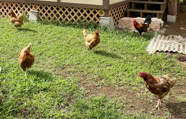 Listing Image for 700 Honopou Rd 700 Honopou Rd 45 of 50