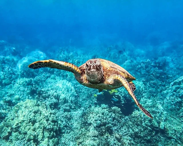 Listing Image for 2575 S Kihei Rd P 310 29 of 30