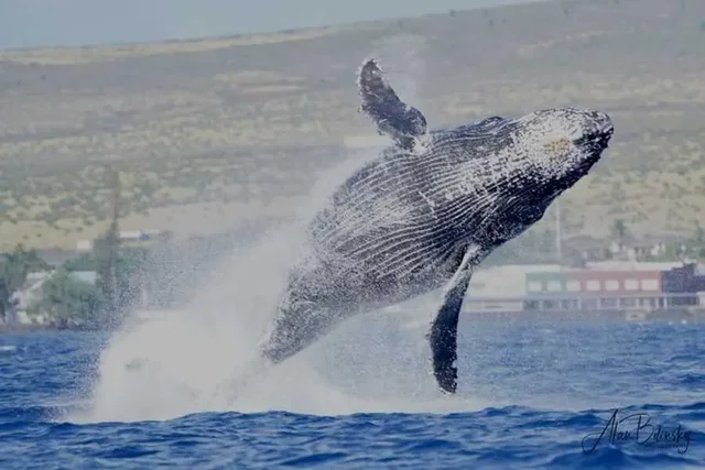 Listing Image for 2575 S Kihei Rd P 310 30 of 30