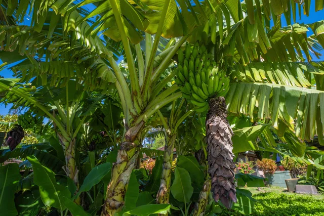 Listing Image for 2750 Kalapu Dr 18 37 of 50