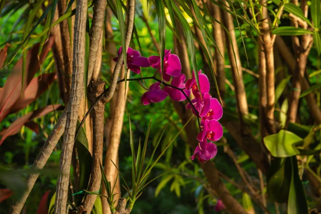 Listing Image for 2750 Kalapu Dr 18 38 of 50