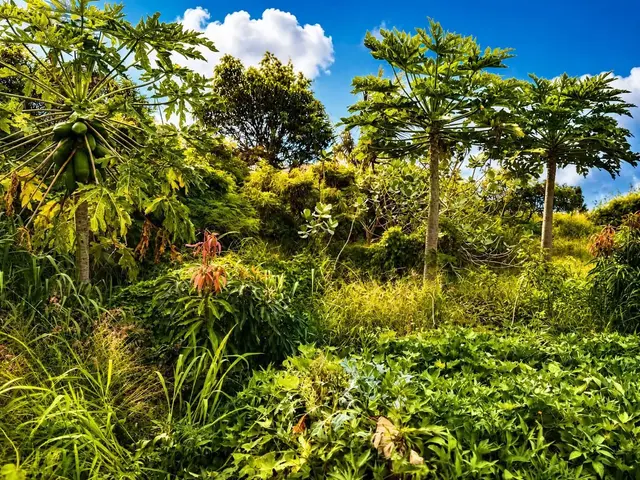 Listing Image for 1270 Piihana Rd 10 of 16