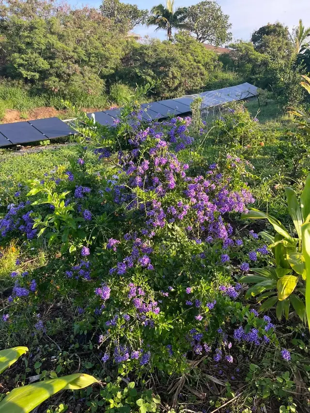 Listing Image for 1270 Piihana Rd 15 of 16