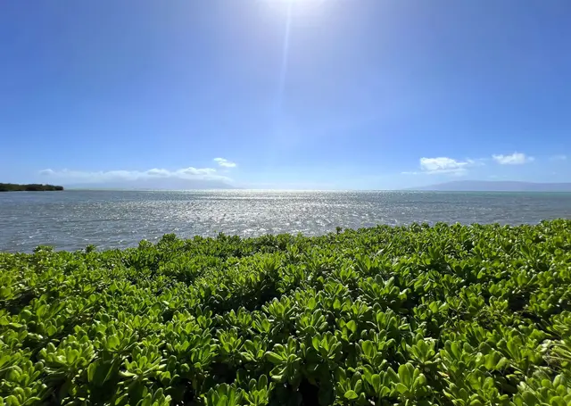 Listing Image for 7146 Kamehameha V Hwy 107a 16 of 24