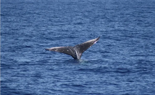 Listing Image for 52 Kai Malu Dr 102 (9b) 32 of 49