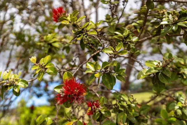 Listing Image for 1351 Pulehuiki Rd #2 24 of 27