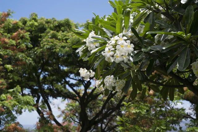 Listing Image for 119 Hoowaiwai Loop 906 27 of 32