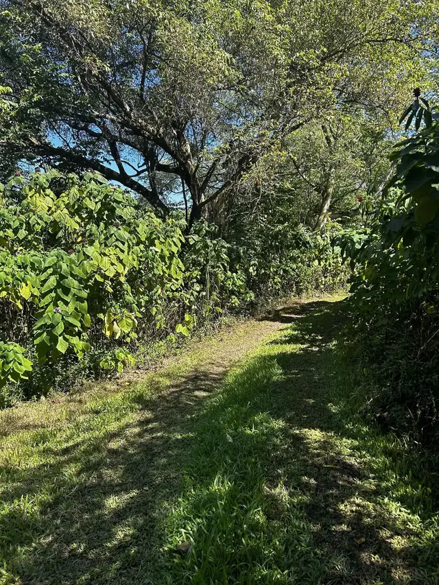 Listing Image for 377 Ulaino Rd B 8 of 10