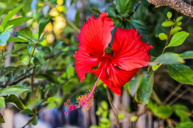 Listing Image for 140 Uwapo Rd 36-104 22 of 34