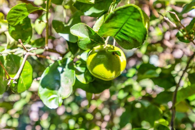 Listing Image for 140 Uwapo Rd 36-104 24 of 34