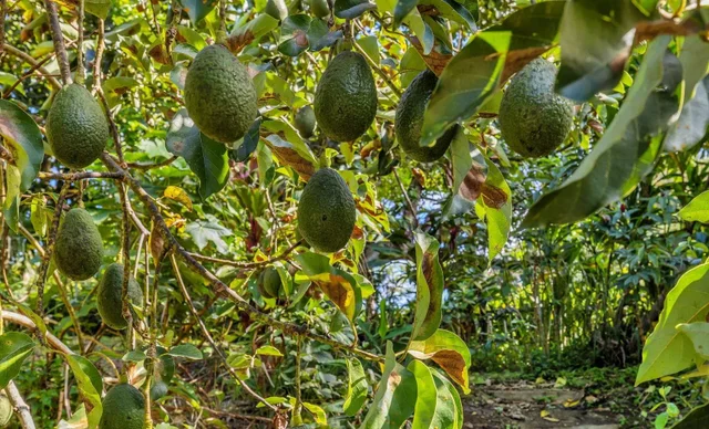 Listing Image for Pl 34 of 42