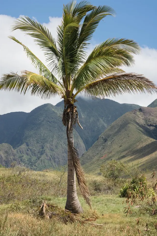 Listing Image for Kehalea Pl 11 36 of 42