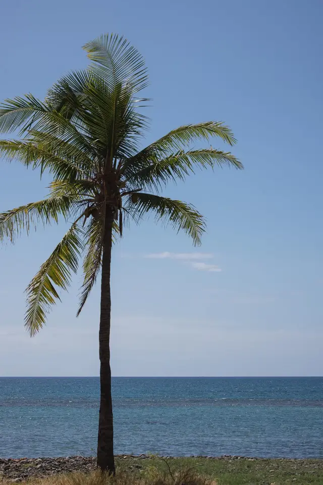 Listing Image for Kehalea Pl 11 42 of 42