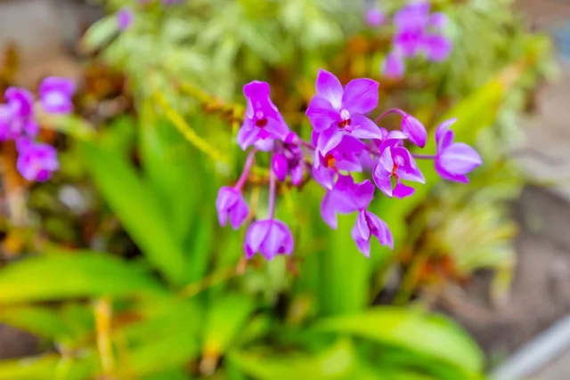 Listing Image for 1450 S Kihei Rd F 201 24 of 39