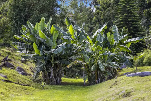 Listing Image for 75 Ainakula Rd Unit A 29 of 45