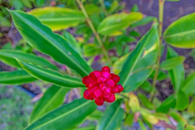 Listing Image for 1450 S Kihei Rd C-204 25 of 35