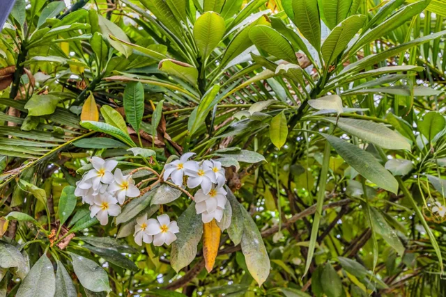 Listing Image for 160 Keonekai Rd 8-103 42 of 50