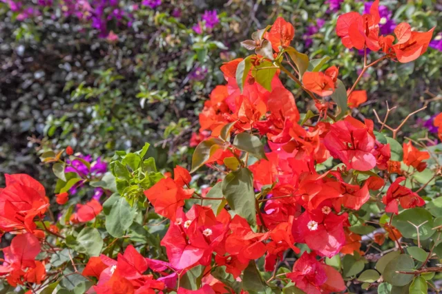 Listing Image for 160 Keonekai Rd 8-103 43 of 50