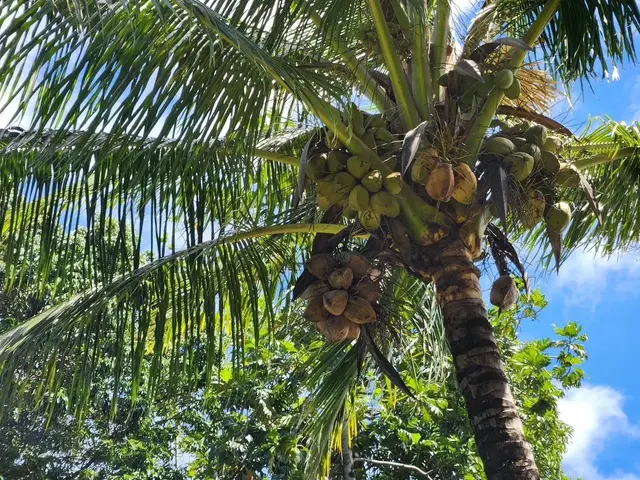 Listing Image for 91 Wailua Rd 4 of 14