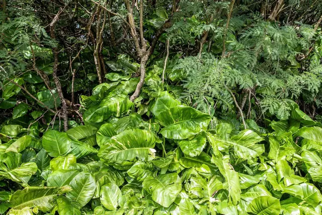 Listing Image for 2767 Unit A Hana Hwy A 24 of 30