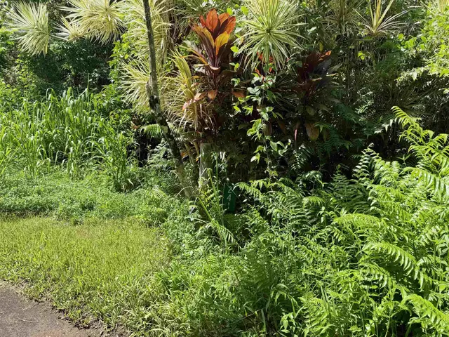 Listing Image for 241 Ulaino Rd 30 of 32