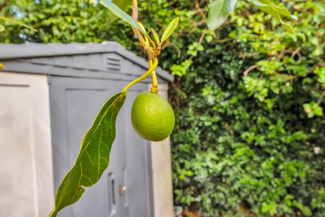 Listing Image for 2576 Alohia Pl 38 of 46