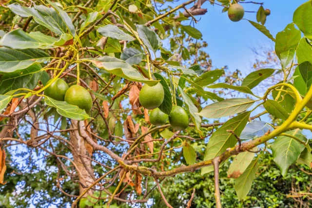 Listing Image for 2576 Alohia Pl 39 of 46