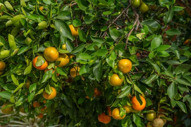 Listing Image for 69 Aulii Dr 45 of 50