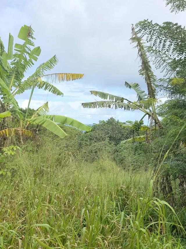 Listing Image for 420 Haumana Rd 23 of 31