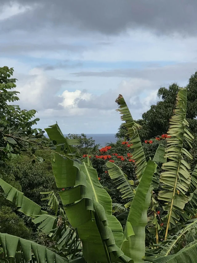 Listing Image for 420 Haumana Rd 27 of 31