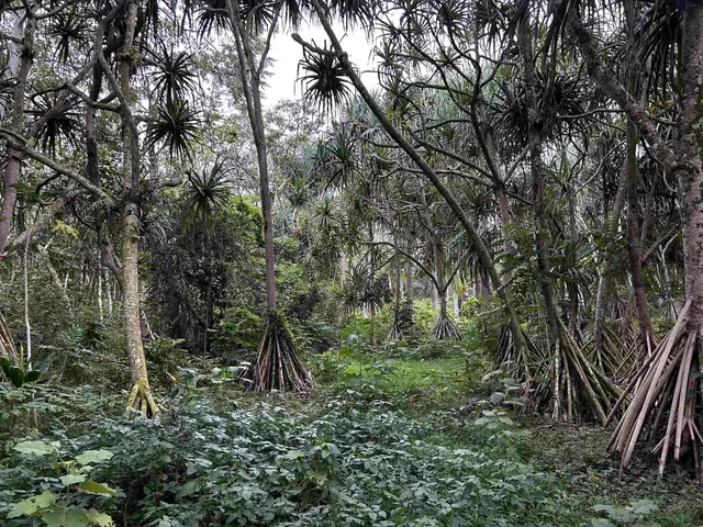 Listing Image for 380 Alalele Pl 14 of 20