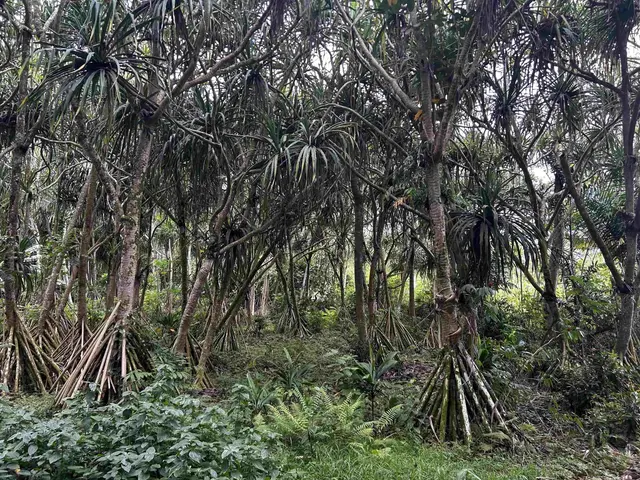 Listing Image for 380 Alalele Pl 18 of 20