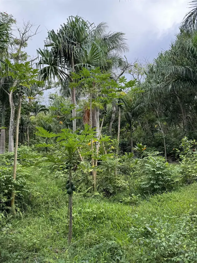 380 Alalele Pl, Hana, 402178 - 4/20