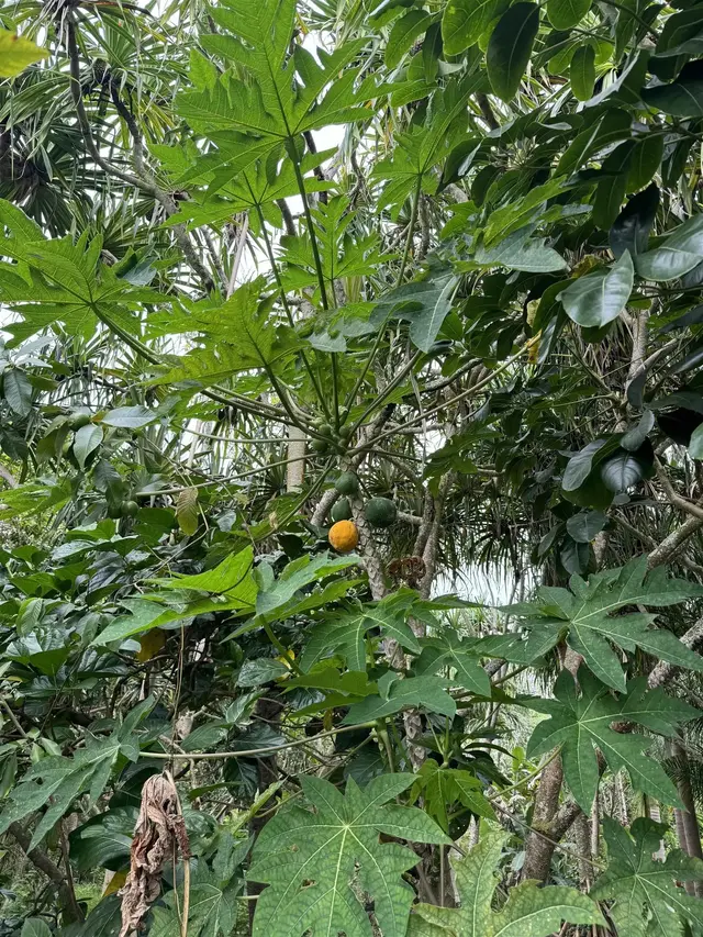 380 Alalele Pl, Hana, 402178 - 5/20