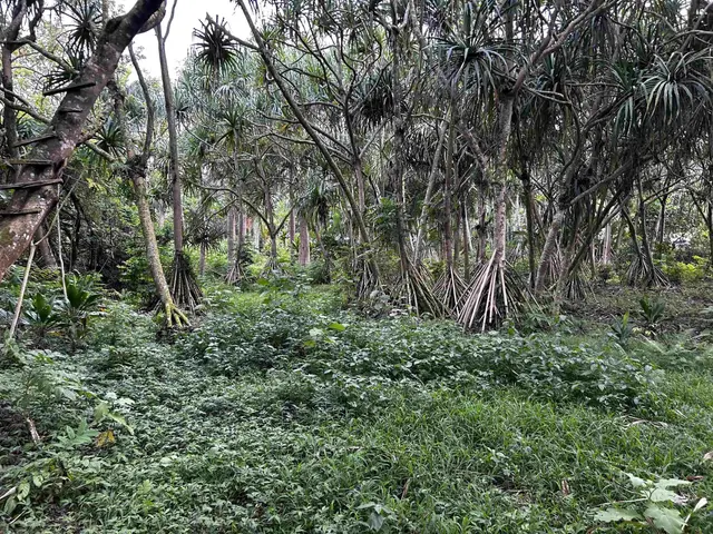 Listing Image for 380 Alalele Pl 7 of 20