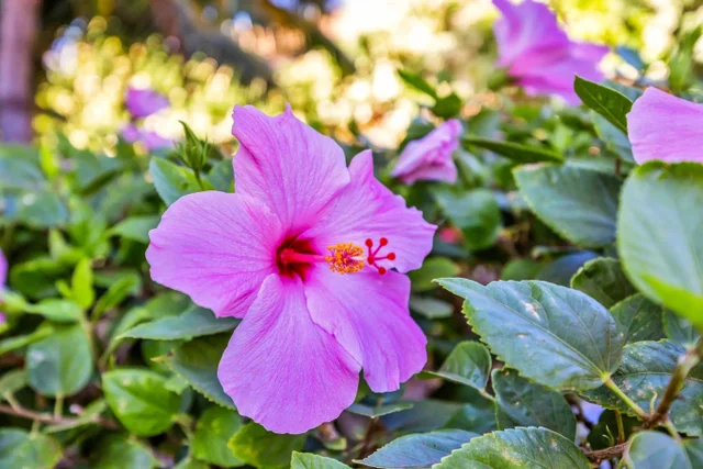 Listing Image for 2531 S Kihei Rd C-620 29 of 38