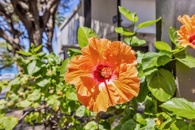 Listing Image for 2531 S Kihei Rd C-620 4 of 38