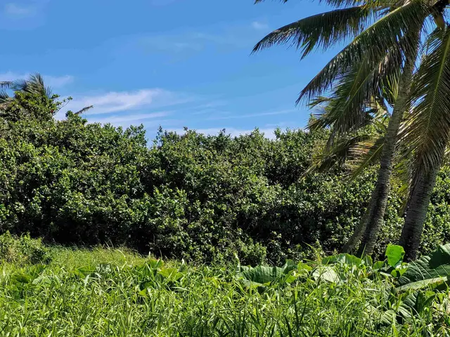 Listing Image for Keanae Rd 10 of 29