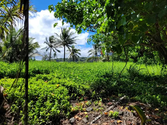 Listing Image for Keanae Rd 16 of 29